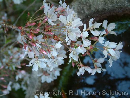 Cherry Prunus Subhirtella Pendular_2 